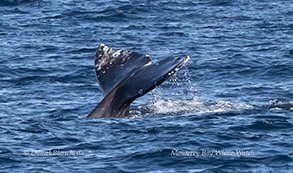 Gray Whale tail photo by Daniel Bianchetta