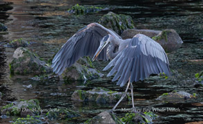 Great Blue Heron hunting photo by Daniel Bianchetta