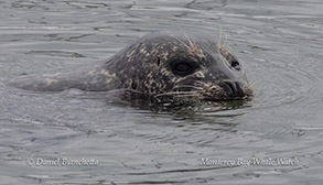 Harbor Seal photo by daniel bianchetta