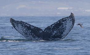 Humpback Whale 'Checkmarks' photo by daniel bianchetta