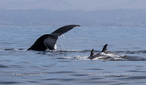 Humpback Whale attempting to chase Killer Whales out of the area photo by Daniel Bianchetta