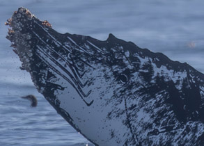 Humpback Whale 'Checkmarks' close-up photo by daniel bianchetta