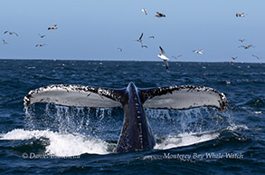 Humpback Whale fluke photo by Daniel Bianchetta