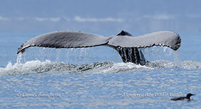 Humpback Whale flukes photo by daniel bianchetta