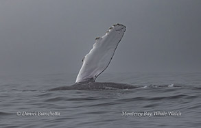 Humpback Whale pectoral fin photo by Daniel Bianchetta