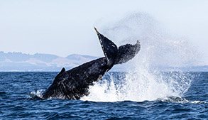Humpback Whale tail lobbing photo by Daniel Bianchetta