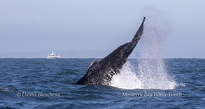 Humpback Whale tail throw photo by daniel bianchetta