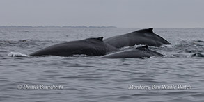 Humpback Whales photo by Daniel Bianchetta