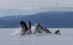 Humpback Whale close-up with rainblow photo by Daniel Bianchetta