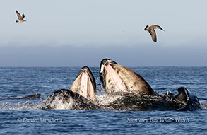 Humpback Whales lunge feeding - Note baleeen and anchovies photo by Daniel Bianchetta