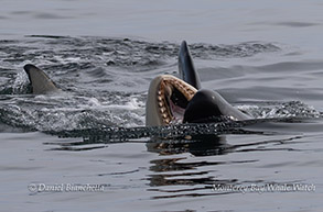 Killer Whale calf showing teeth photo by Daniel Bianchetta