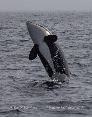 Killer Whale photo by Daniel Bianchetta