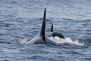 Killer Whales (Orcas) photo by daniel bianchetta