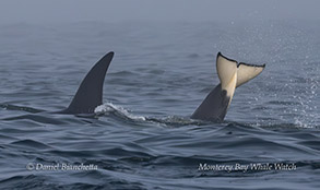 Killer Whales photo by Daniel Bianchetta