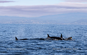 Killer Whales (Orcas) photo by Daniel Bianchetta