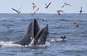 Lunge-feeding Humpback Whale photo by daniel bianchetta