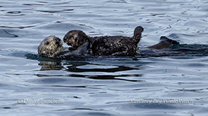 Mother and pup Sea Otters photo by daniel bianchetta