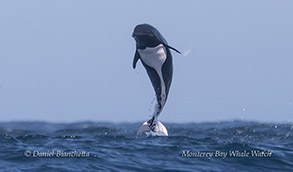 Northern RIght Whale Dolphin photo by daniel bianchetta