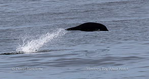 Northern Right Whale Dolphin photo by Daniel Bianchetta