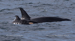 Orca mother and calf - Note fetal folds and orange eye patch photo by Daniel Bianchetta