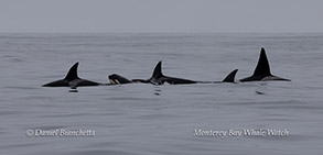 Killer Whales photo by Daniel Bianchetta