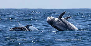 Pacific White-sided Dolphin and Risso's Dolphin photo by daniel bianchetta