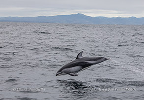 Pacific White-sided Dolphin photo by daniel bianchetta