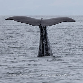 Sperm Whale Papaya fluking up photo by Daniel Bianchetta