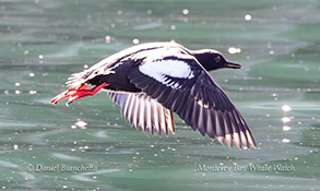 Pigeon Guillemot photo by daniel bianchetta