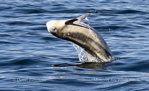 Risso's calf breaching (note fetal folds - vertical lines along the
body resulting from being curled up in the mother's womb) photo by Daniel Bianchetta