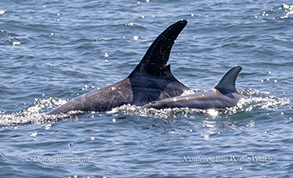 Risso's Dolphin mother and calf photo by daniel bianchetta