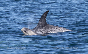 Risso's Dolphin with calf photo by Daniel Bianchetta