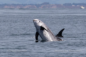 Risso's Dolphins photo by daniel bianchetta