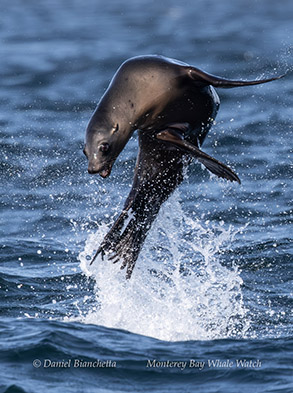 Leaping Sea Lion photo by Daniel Bianchetta