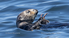 Sea Otter eating a Crab photo by Daniel Bianchetta
