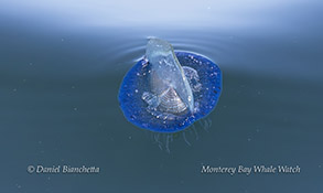 Velella Velella (By-the-Wind Sailor) photo by daniel bianchetta