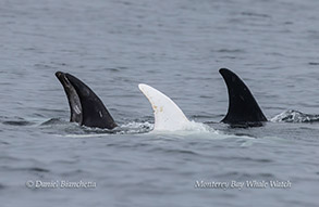White Risso's Dolphin Casper and friends photo by Daniel Bianchetta