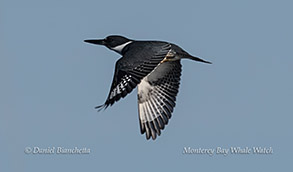 Belted Kingfisher photo by Daniel Bianchetta