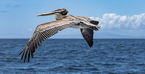 Brown Pelican in flight photo by Daniel Bianchetta