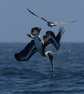 Brown Pelican diving photo by Daniel Bianchetta