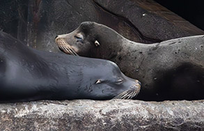 California Sea Lions resting photo by Daniel Bianchetta