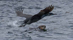 Cormorant flying oveer Southern Sea Otter photo by Daniel Bianchetta