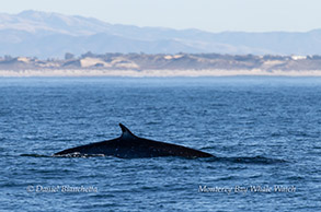 Fin Whale surfacing photo by Daniel Bianchetta