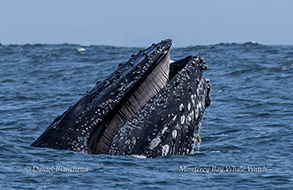 Humpback Whale baleen photo by Daniel Bianchetta