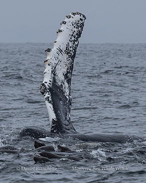 Humpback Whale pec slap photo by Daniel Bianchetta