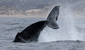 Humpback Whale tail throw photo by Daniel Bianchetta