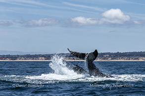 Humpback Whales double tail throw photo by Daniel Bianchetta