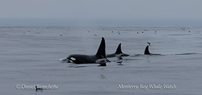 Killer Whales (Orcas),large male CA45B in front photo by Daniel Bianchetta