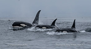 Killer Whales (Orcas) photo by Daniel Bianchetta
