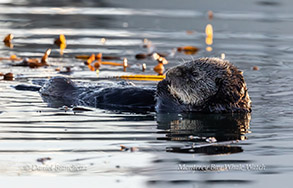 Southern Sea Otter photo by Daniel Bianchetta